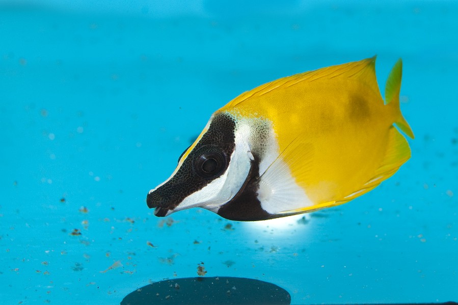 Foxface Lo (Siganus vulpinus) in Aquarium